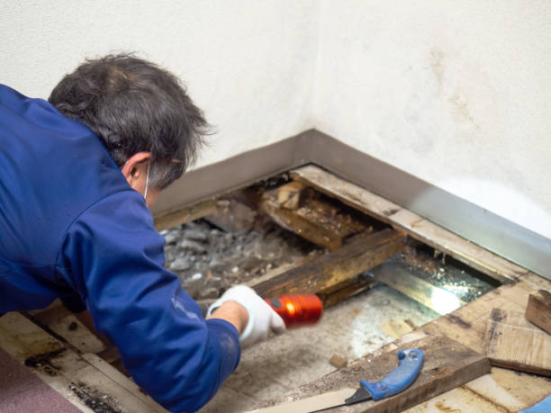 Trusted San Marcos, TX Mold Removal Experts
