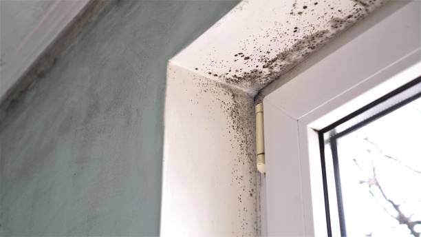 Best Mold Testing  in San Marcos, TX