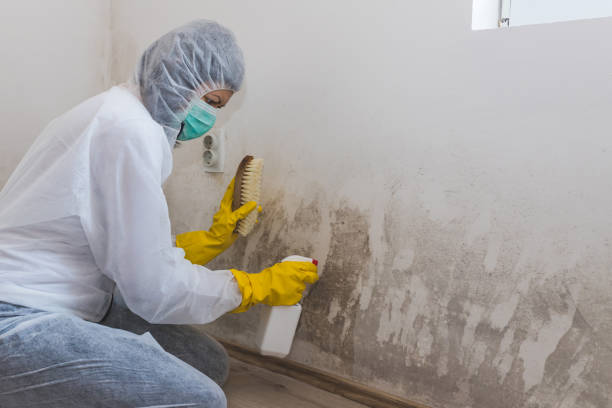 Best Emergency Mold Removal  in San Marcos, TX