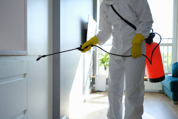 Best Local Mold Removal Service  in San Marcos, TX