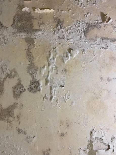 Best Attic Mold Removal  in San Marcos, TX