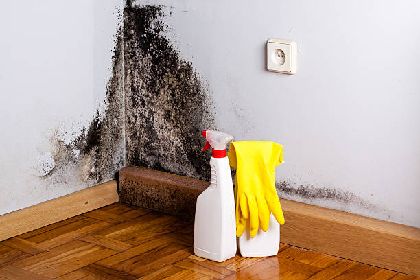 Certified Mold Removal in San Marcos, TX
