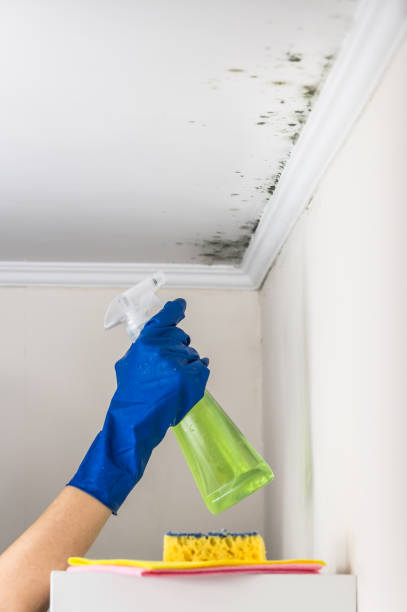Home Mold Removal in San Marcos, TX